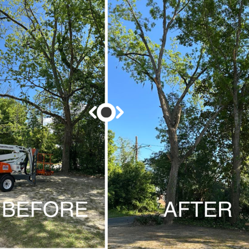 A before and after of property line landscaping.