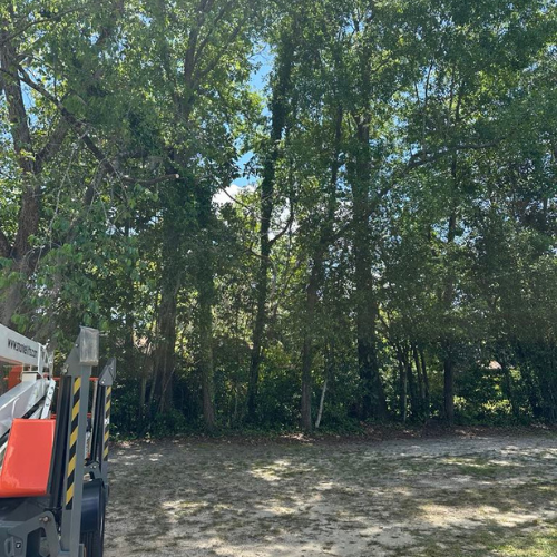 An overgrown property line.