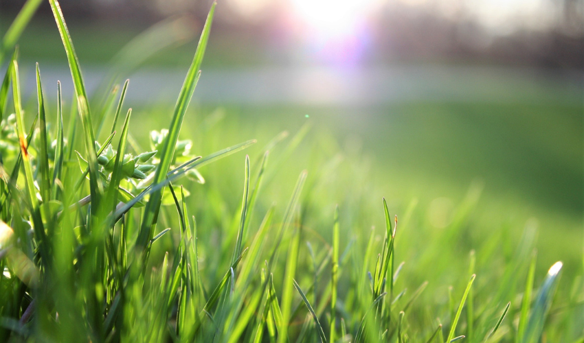 Top Dressing Your Lawn – Powerhouse True Value Tips