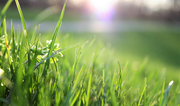 Green grass